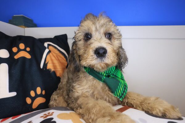 Mako Goldendoodle 01