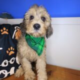 Mako Goldendoodle 02