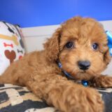Mara Poodle 01
