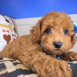 Mara Poodle 01 Mara Poodle 01