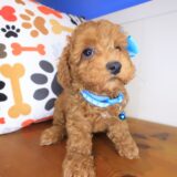 Mara Poodle 02