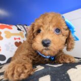 Mara Poodle 03