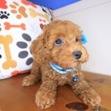 Mara Poodle 04