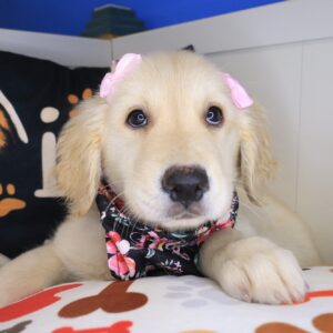 Meena Golden Retriever 01 Meena Golden Retriever 01