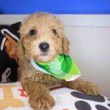 Melville Poodle 01
