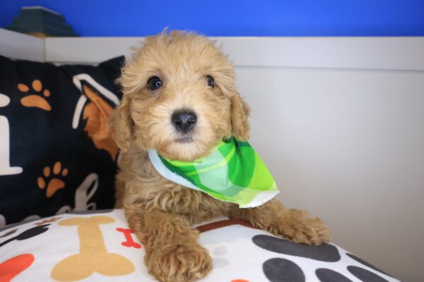 Melville Poodle 01