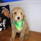 Melville Poodle 02