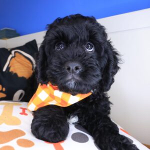 Miller Cavapoo 01 Miller Cavapoo 01