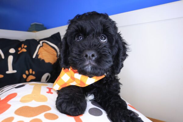 Miller Cavapoo 01