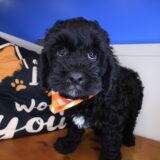 Miller Cavapoo 02