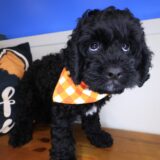 Miller Cavapoo 04
