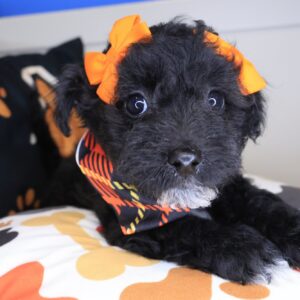 Mina Bichapoo 01 Mina Bichapoo 01