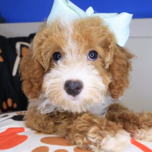 Misty Poodle 01