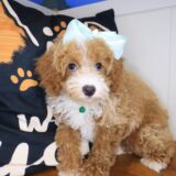 Misty Poodle 02