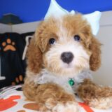 Misty Poodle 03