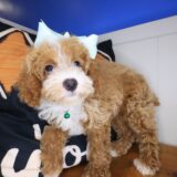 Misty Poodle 04