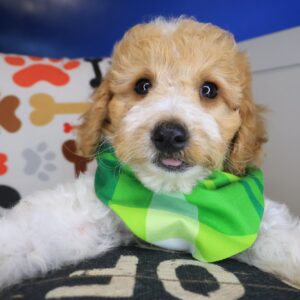 Morty Goldendoodle 01 Morty Goldendoodle 01