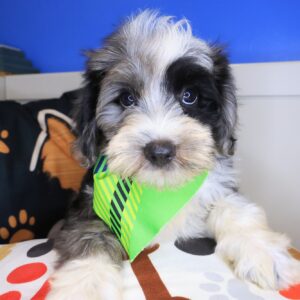 Nanjo Bernedoodle 01 Nanjo Bernedoodle 01