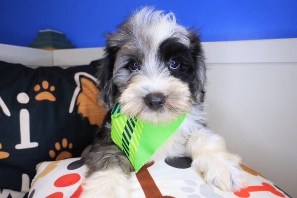 Nanjo Bernedoodle 01