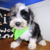 Nanjo Bernedoodle 02