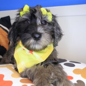 Nena Goldendoodle 01 Nena Goldendoodle 01