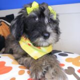 Nena Goldendoodle 04