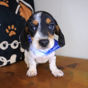 Nibbler Dachshund 01 Nibbler Dachshund 01