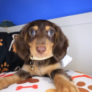 Nibbles Dachshund 01 Nibbles Dachshund 01