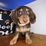 Nibbles Dachshund 02