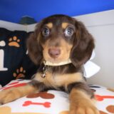 Nibbles Dachshund 03