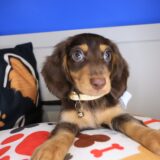 Nibbles Dachshund 04