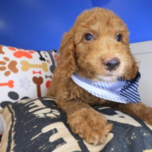 Olafo Goldendoodle 01 Olafo Goldendoodle 01