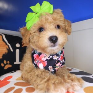 Olivia Poodle 01