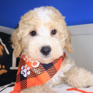 Ollie Poodle 01