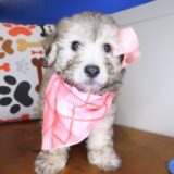Pablo Bichapoo 01