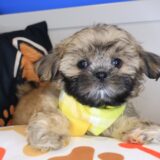 Pango Shih Tzu 01