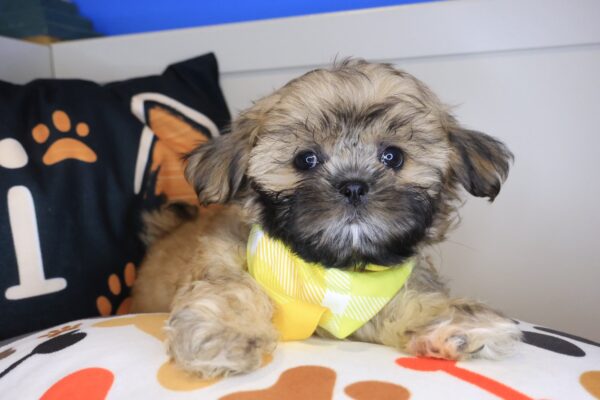 Pango Shih Tzu 01