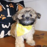 Pango Shih Tzu 02