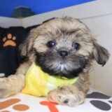 Pango Shih Tzu 03