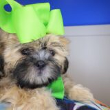 Peanut Shih Tzu 03
