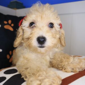 Pearl Poodle 01 Pearl Poodle 01