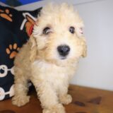 Pearl Poodle 03