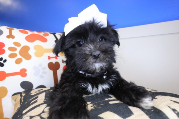 Peony Morkie 01