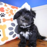 Peony Morkie 04