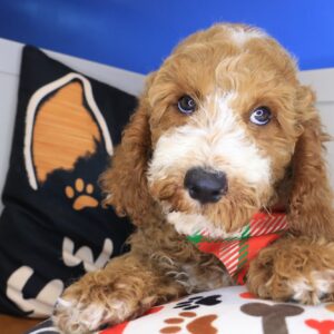 Pixel Goldendoodle 01