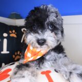 Pounce Bichapoo 01