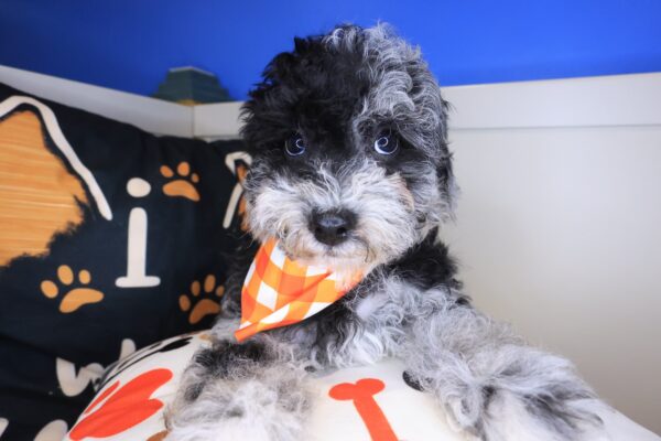 Pounce Bichapoo 01