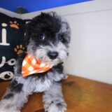 Pounce Bichapoo 02
