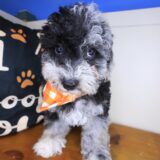 Pounce Bichapoo 03