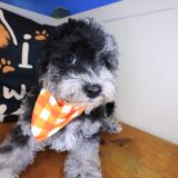 Pounce Bichapoo 04